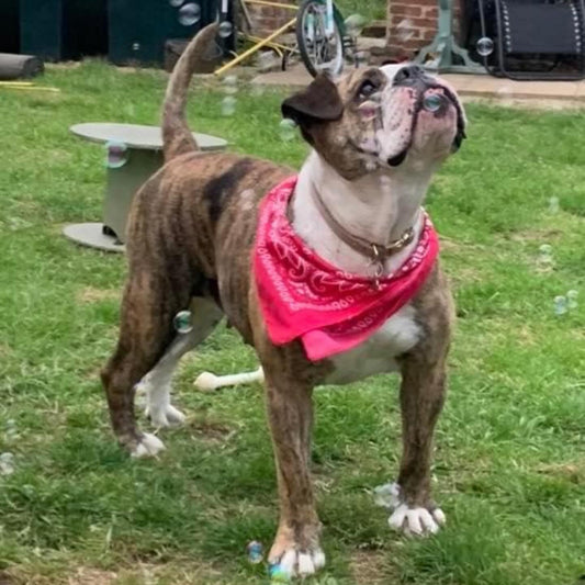 Honouring the Life of a Beloved Pet