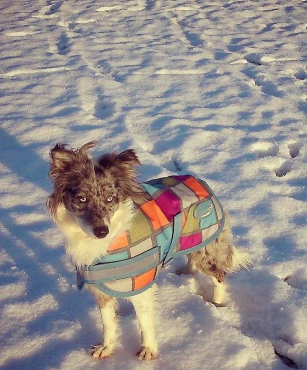 Keepsake Dog Cushion