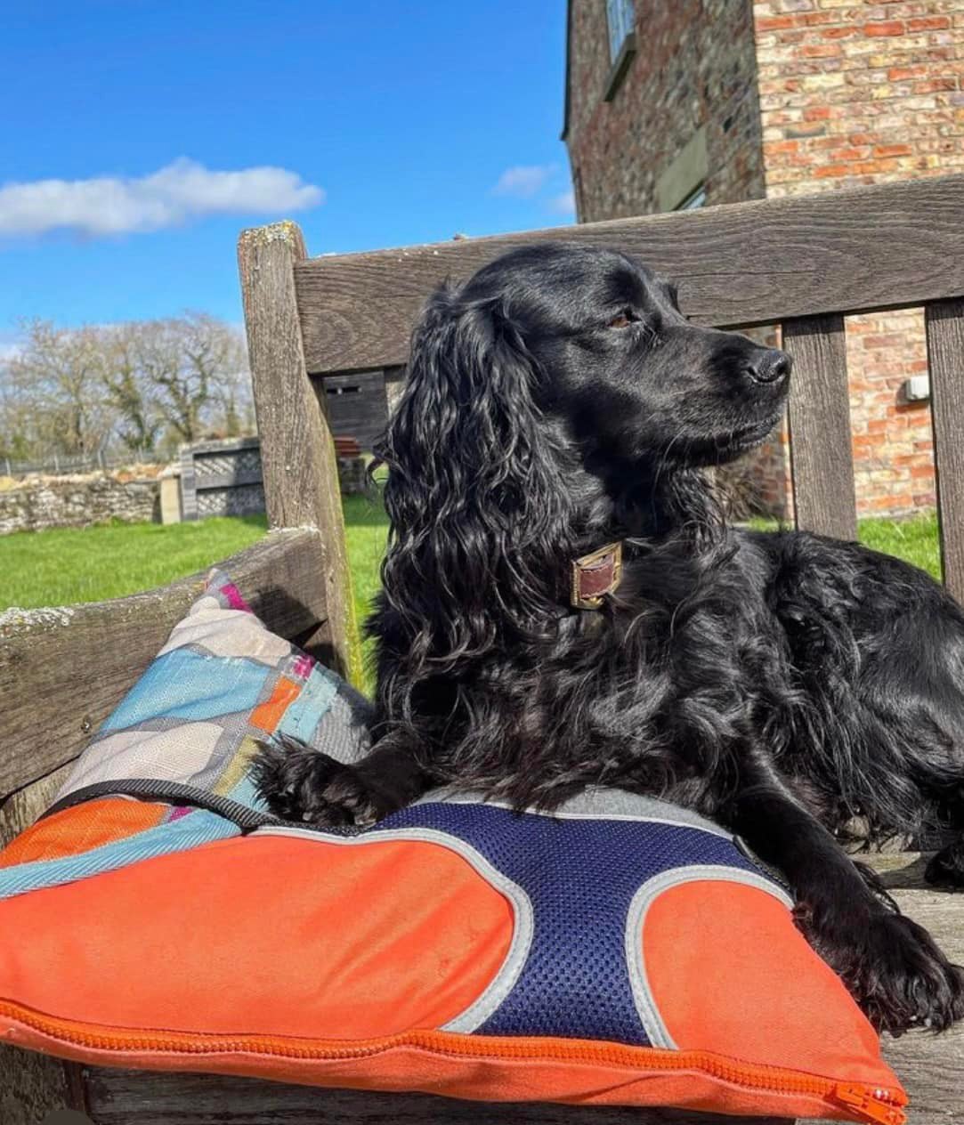 Keepsake Dog Cushion